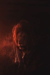 Preview wallpaper lion, big cat, predator, king of beasts, wildlife