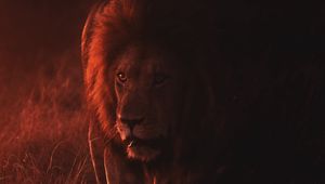 Preview wallpaper lion, big cat, predator, king of beasts, wildlife