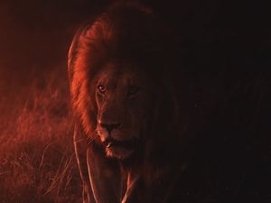 Preview wallpaper lion, big cat, predator, king of beasts, wildlife