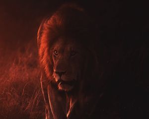 Preview wallpaper lion, big cat, predator, king of beasts, wildlife