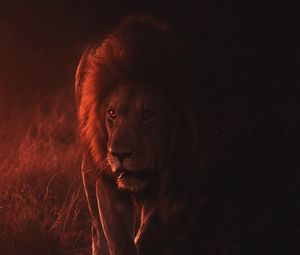 Preview wallpaper lion, big cat, predator, king of beasts, wildlife