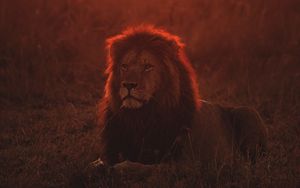 Preview wallpaper lion, big cat, predator, twilight, wildlife