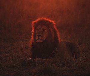 Preview wallpaper lion, big cat, predator, twilight, wildlife