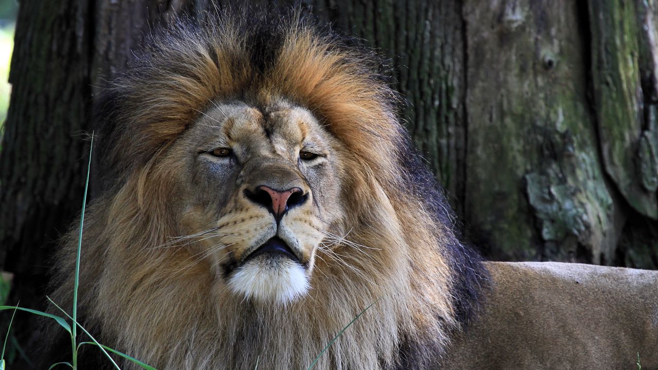 Wallpaper lion, big cat, predator, grass, sleepy
