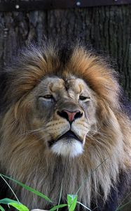 Preview wallpaper lion, big cat, predator, grass, sleepy