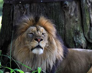 Preview wallpaper lion, big cat, predator, grass, sleepy