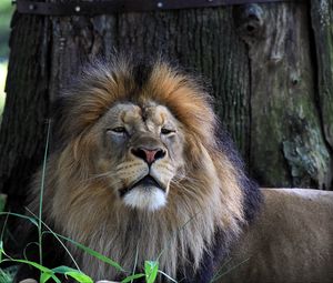 Preview wallpaper lion, big cat, predator, grass, sleepy