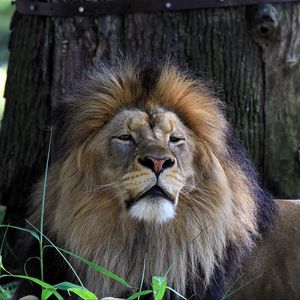 Preview wallpaper lion, big cat, predator, grass, sleepy