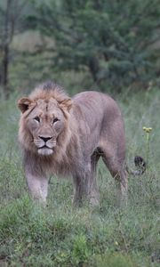 Preview wallpaper lion, big cat, predator, bushes