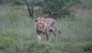 Preview wallpaper lion, big cat, predator, bushes