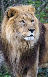 Preview wallpaper lion, big cat, predator, animal
