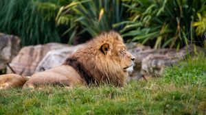 Preview wallpaper lion, big cat, predator, grass, blur