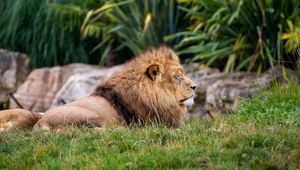 Preview wallpaper lion, big cat, predator, grass, blur