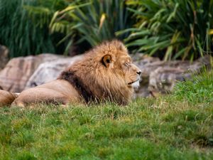 Preview wallpaper lion, big cat, predator, grass, blur