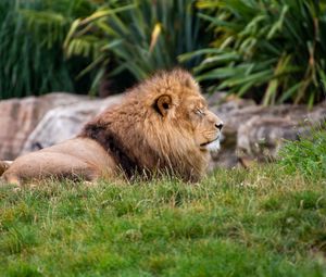 Preview wallpaper lion, big cat, predator, grass, blur