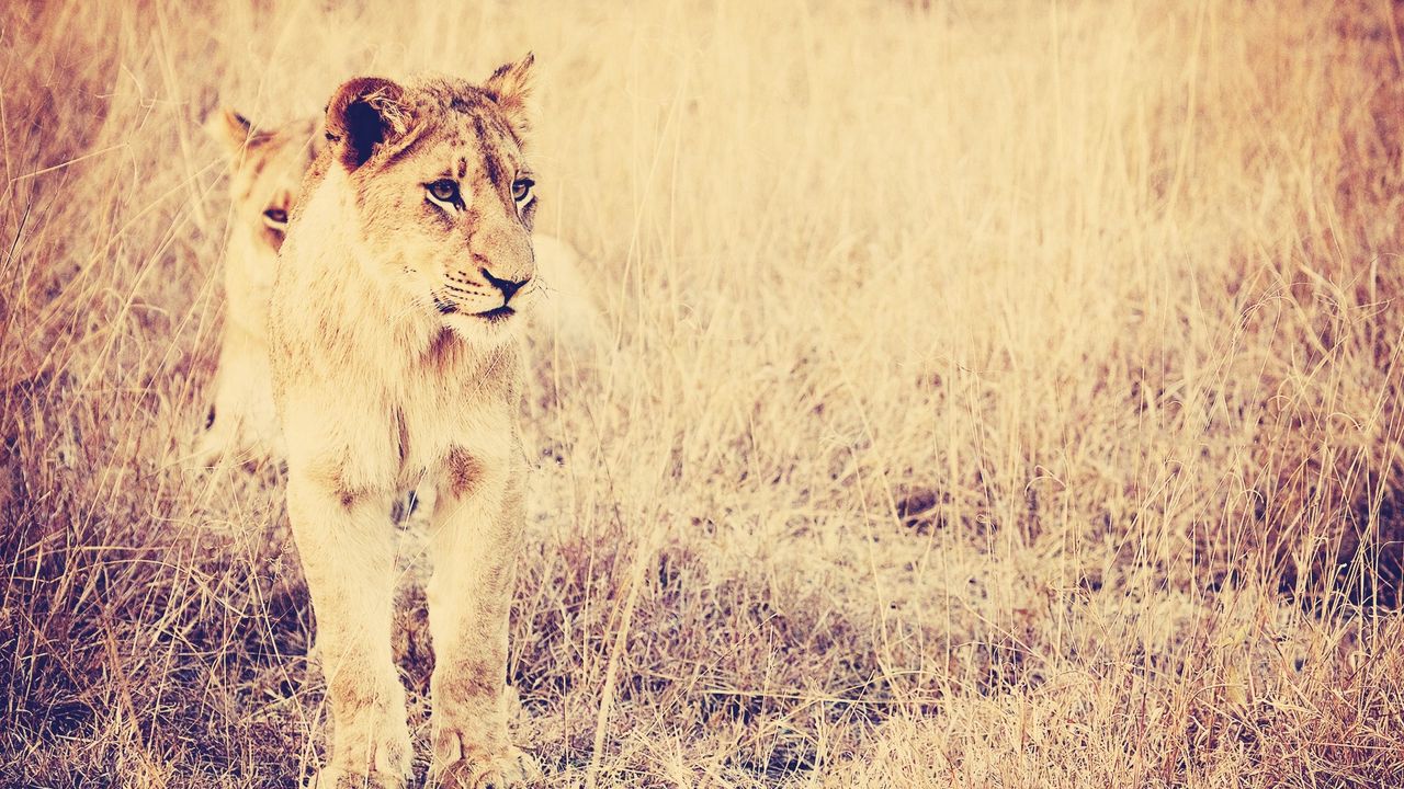 Wallpaper lion, big cat, predator, grass