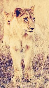 Preview wallpaper lion, big cat, predator, grass