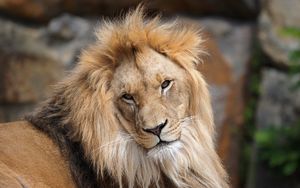 Preview wallpaper lion, big cat, predator, head, wild