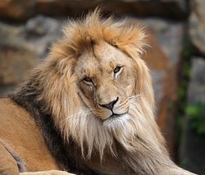 Preview wallpaper lion, big cat, predator, head, wild
