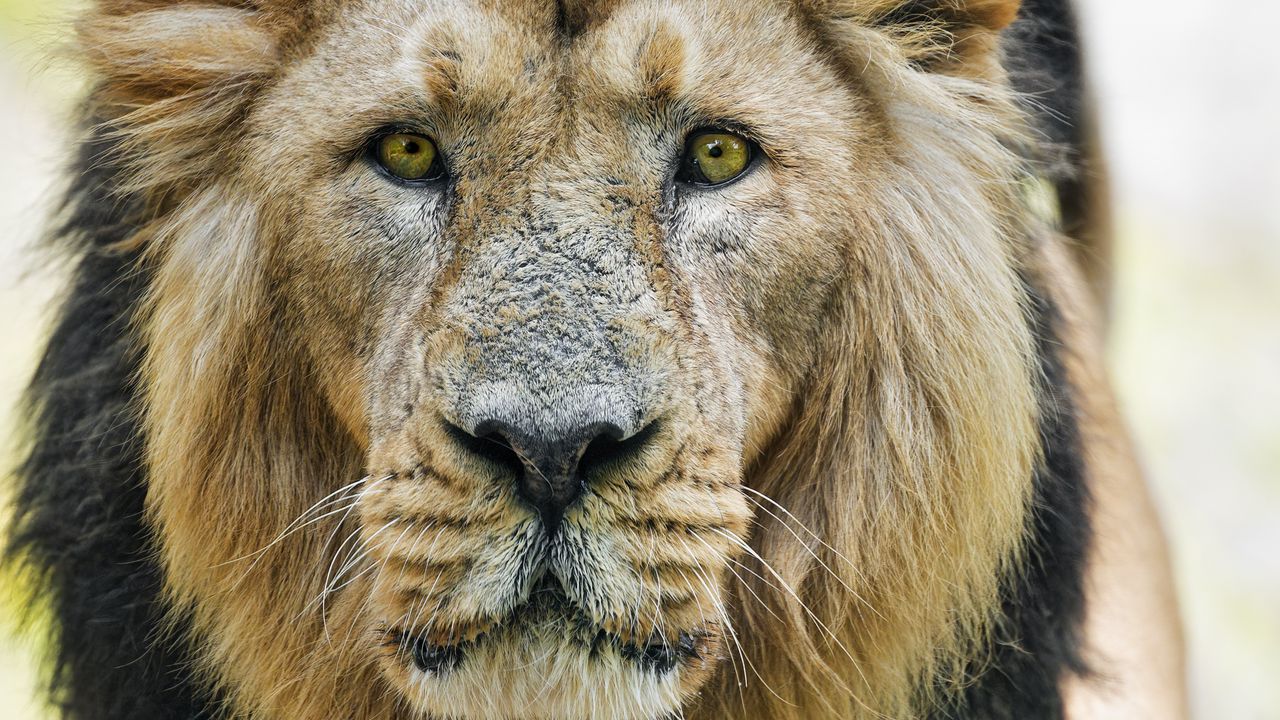 Wallpaper lion, big cat, predator, head, wild, animal