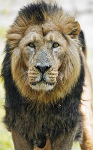 Preview wallpaper lion, big cat, predator, head, wild, animal