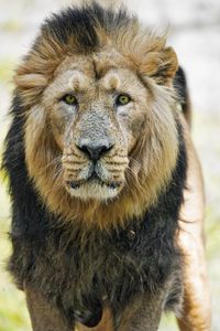 Preview wallpaper lion, big cat, predator, head, wild, animal