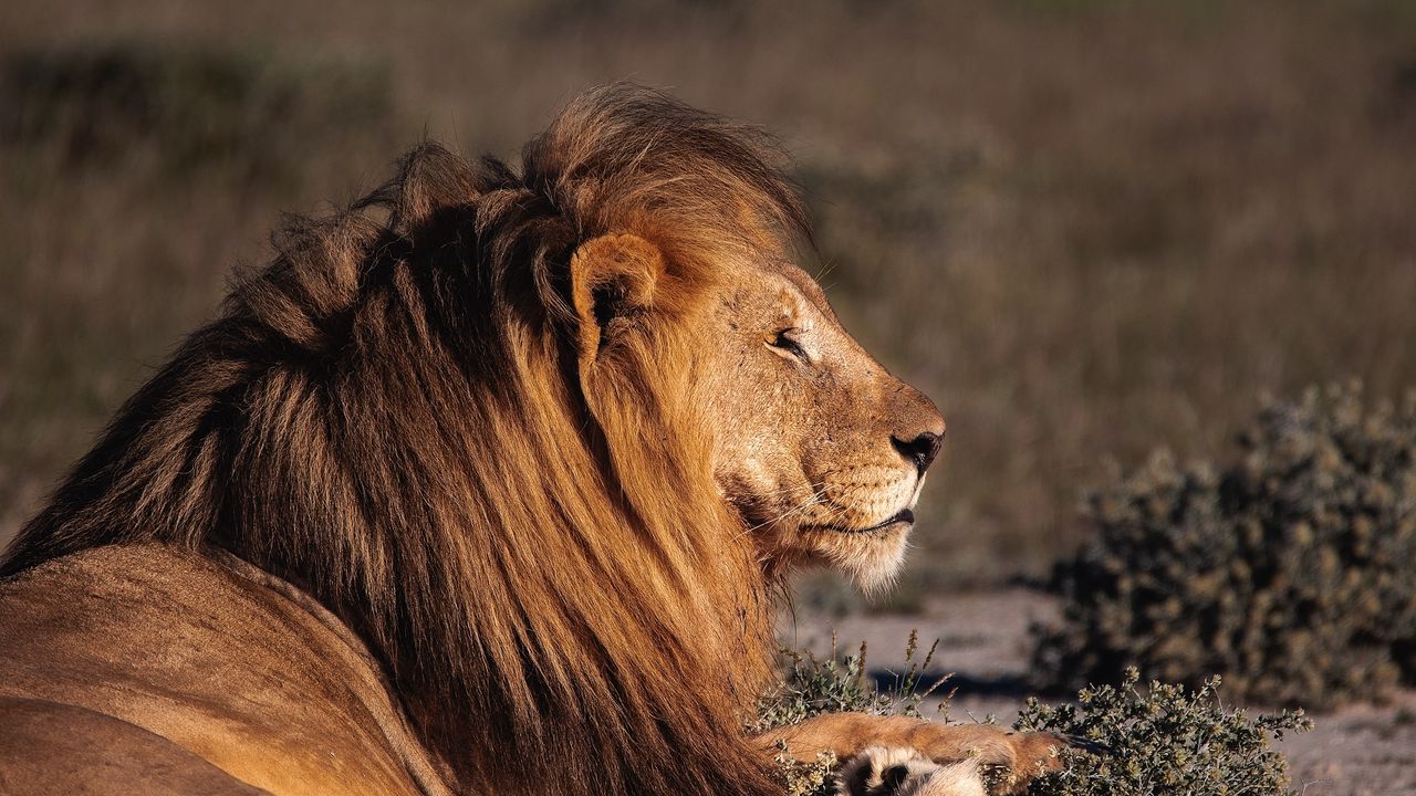 Wallpaper lion, big cat, profile, predator