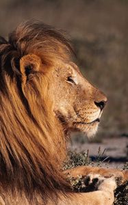 Preview wallpaper lion, big cat, profile, predator