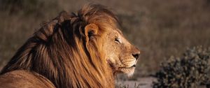 Preview wallpaper lion, big cat, profile, predator