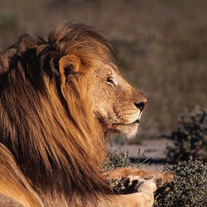 Preview wallpaper lion, big cat, profile, predator