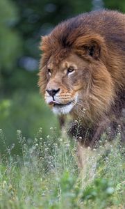 Preview wallpaper lion, big cat, protruding tongue, mane, predator