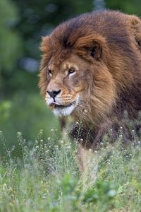 Preview wallpaper lion, big cat, protruding tongue, mane, predator