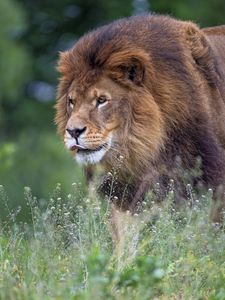 Preview wallpaper lion, big cat, protruding tongue, mane, predator