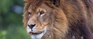 Preview wallpaper lion, big cat, protruding tongue, mane, predator