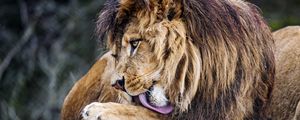 Preview wallpaper lion, big cat, protruding tongue, predator