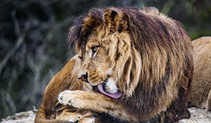Preview wallpaper lion, big cat, protruding tongue, predator
