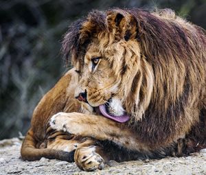 Preview wallpaper lion, big cat, protruding tongue, predator