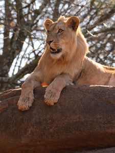 Preview wallpaper lion, big cat, rock, branch