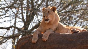Preview wallpaper lion, big cat, rock, branch
