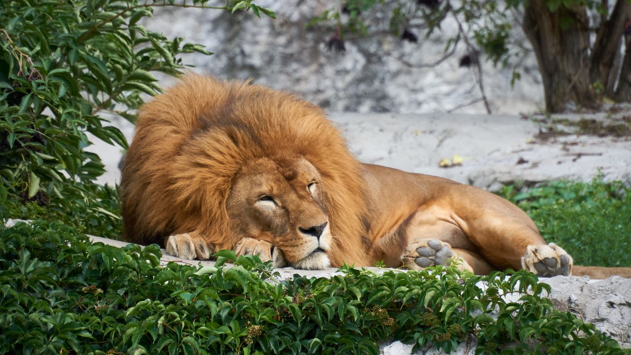 Wallpaper lion, big cat, sleep