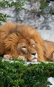 Preview wallpaper lion, big cat, sleep