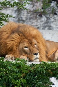 Preview wallpaper lion, big cat, sleep