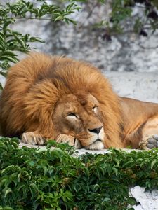 Preview wallpaper lion, big cat, sleep