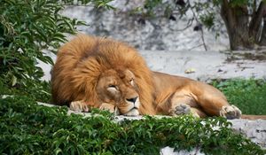 Preview wallpaper lion, big cat, sleep