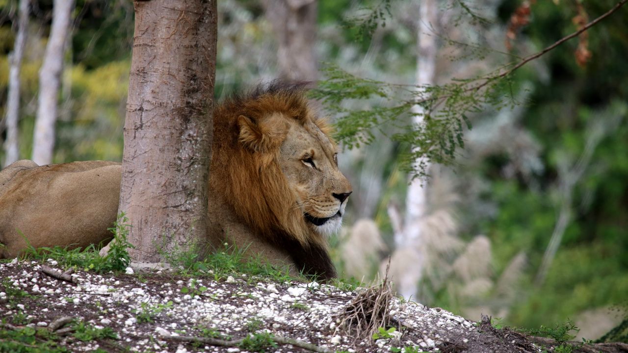 Wallpaper lion, big cat, tree, branch