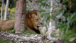 Preview wallpaper lion, big cat, tree, branch
