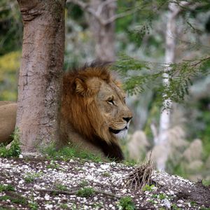 Preview wallpaper lion, big cat, tree, branch