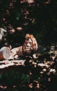 Preview wallpaper lion, big cat, tree, branch, predator