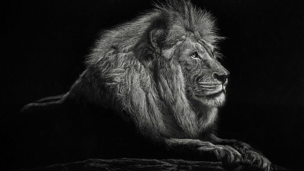 Wallpaper lion, bw, big cat, king of beasts, mane