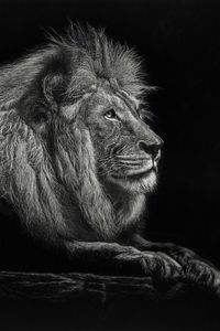 Preview wallpaper lion, bw, big cat, king of beasts, mane